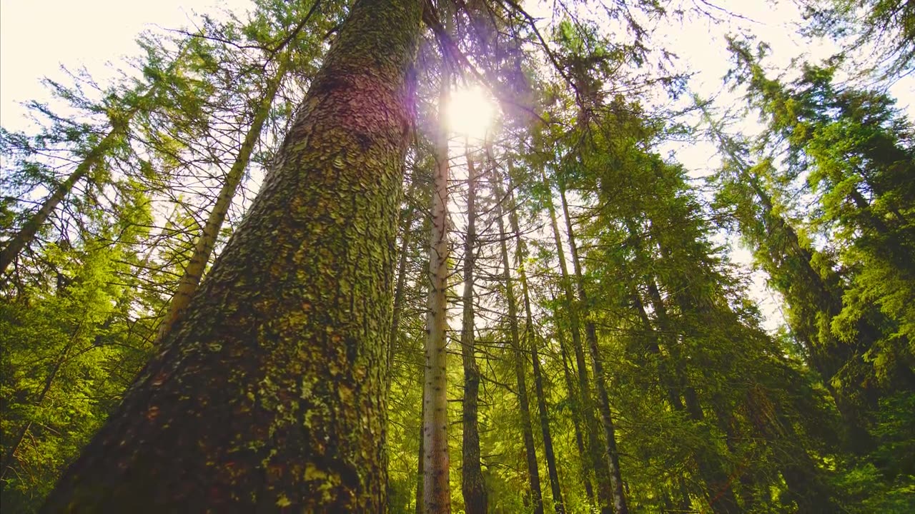 beautiful nature | moments in nature,nature relaxation| relaxing nature sounds