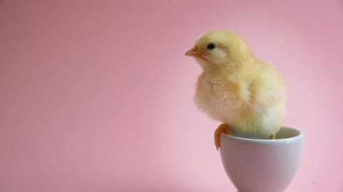 Yellow Chick In Eggcup With Pink Background