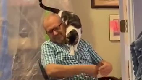 CAT TRUST HIS OWNER SO MUCH TO TRUST FALL ! So Cute!