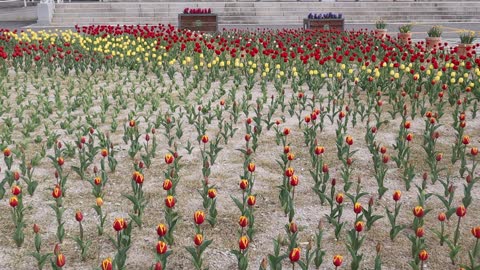 Beautiful flowers 1