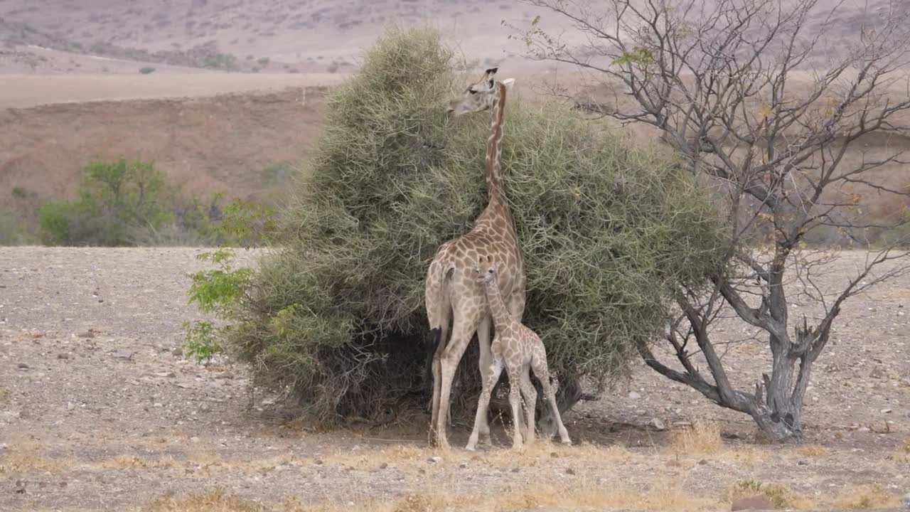 Mother and baby giraffe around a bush