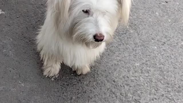 Cute Dog 🐕 Video By Kingdom of Awais