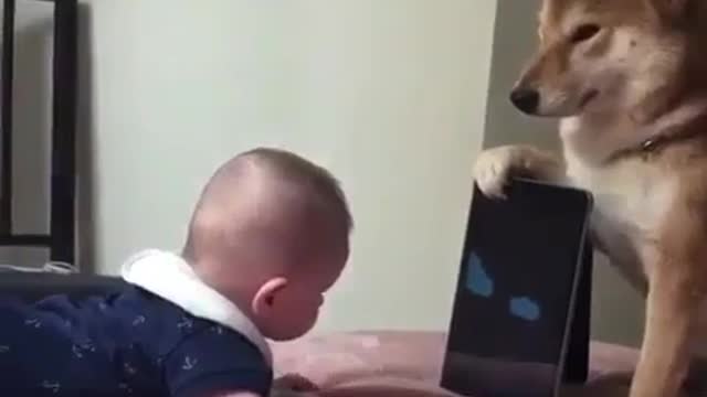 The benefits of having a dog at home