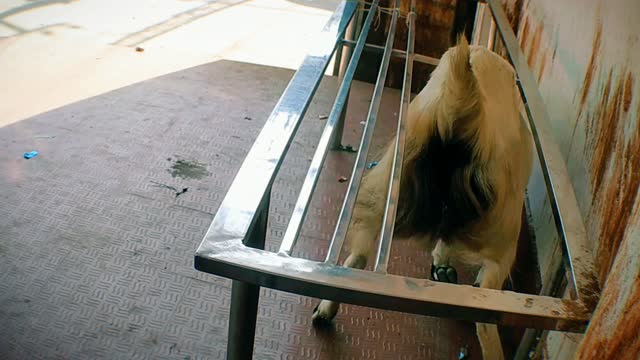 A mischievous goat is causing trouble by crawling under the chair