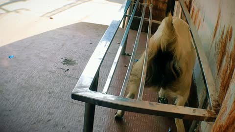 A mischievous goat is causing trouble by crawling under the chair