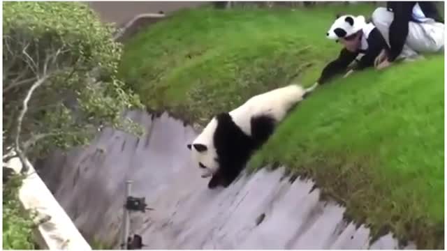 Funny Panda 🐼 🤣😂 animal