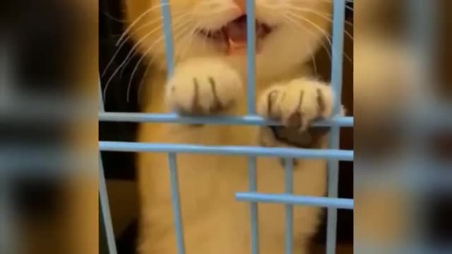 Baby cat- funny cat videos compilation