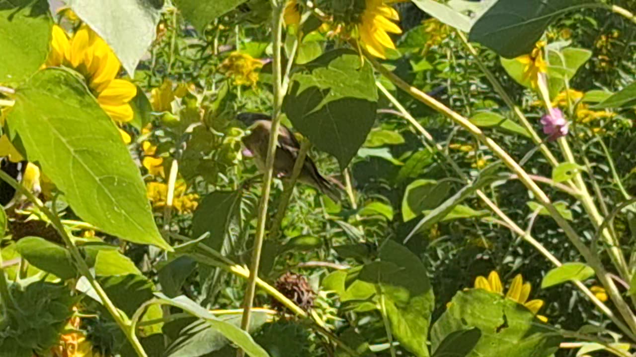 female yellow finch and male yellow finch in some sunflowers :)