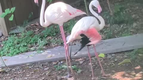 Two Flamingos