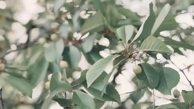 Unripe fruit