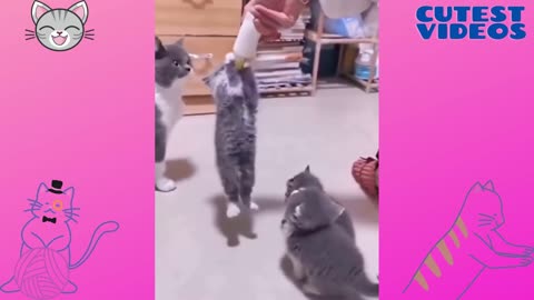 The kitten wants to milk