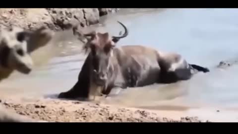 lioness thrown by buffalo