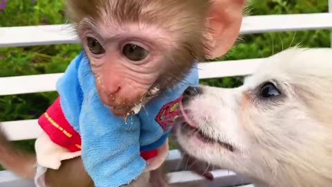 Monkey Baby Bon Bon doing shopping in Kinder Joy eggs store and eat Chocolate with the puppy