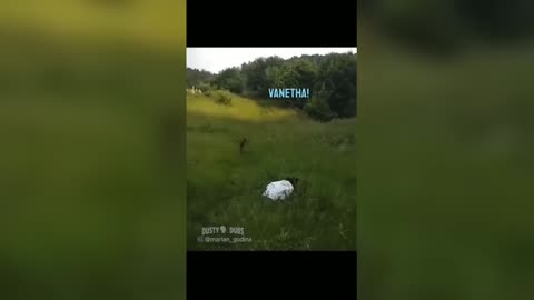 Funny Animal Videos Compilation pt.2