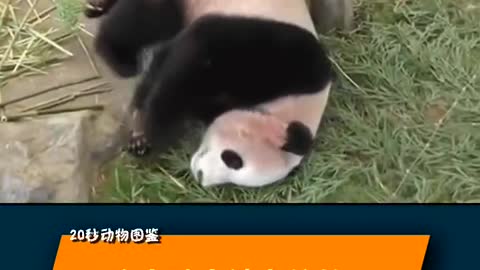 Giant panda stuck for being too fat
