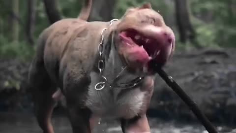 Pitbull dog