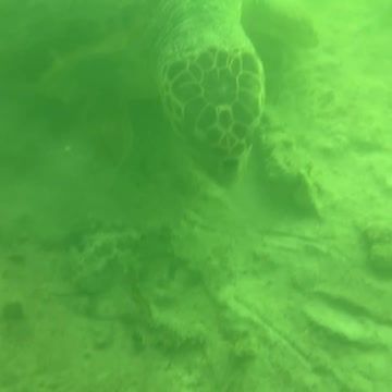 Turtle close encounter