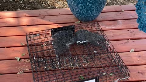 Tree Squirrel Relocatiin