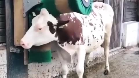 cow love a good relaxing massage