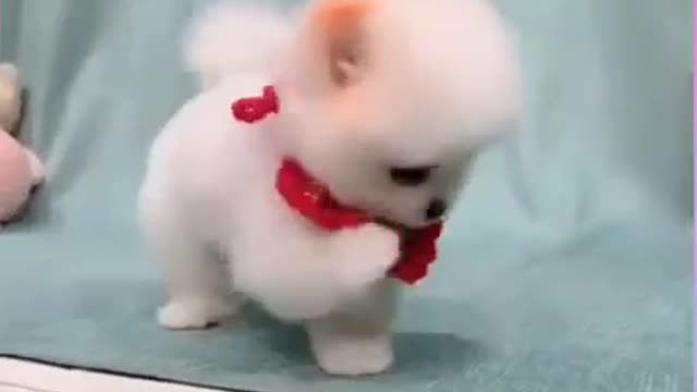 Cute dog