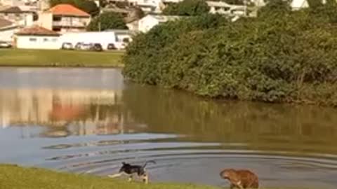 Capybara incredibly plays with doggy at the park