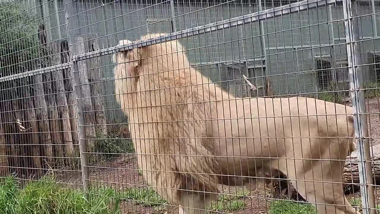 2021 funny video 2021