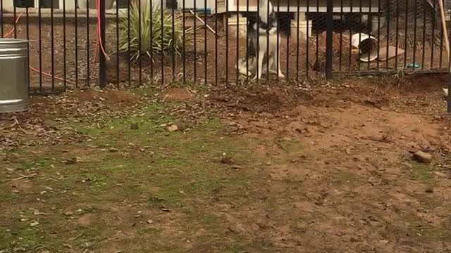 Boy insults howling Husky