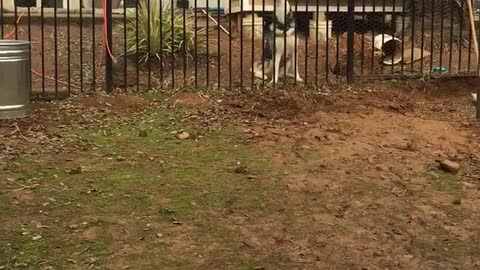 Boy insults howling Husky