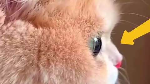 funny cats behaviours