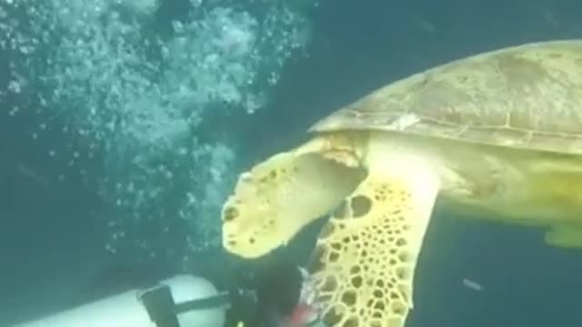 Diving with sea Turtles