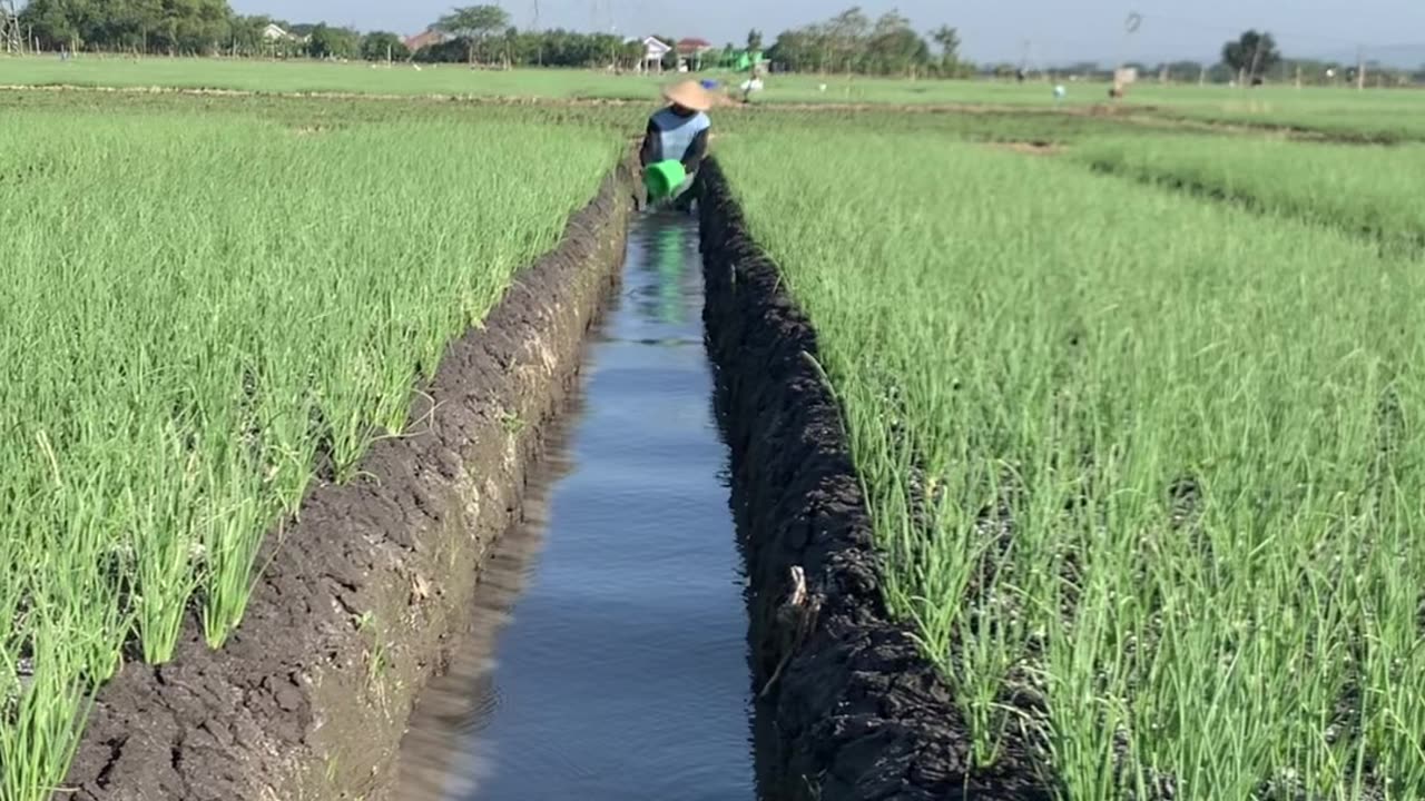 how to plant shallots