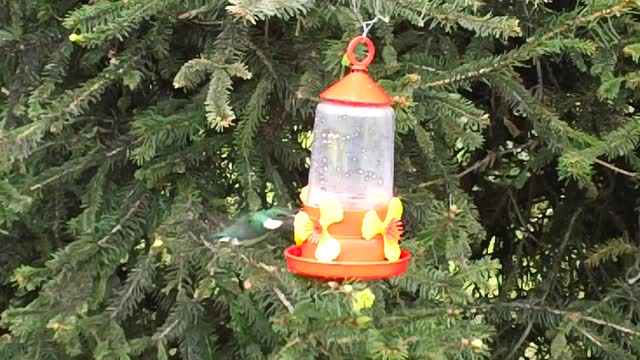 Hummingbird drinking water... (ɔ◔‿◔)ɔ