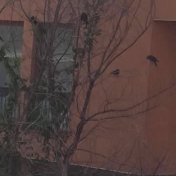 Jackdaws on the tree