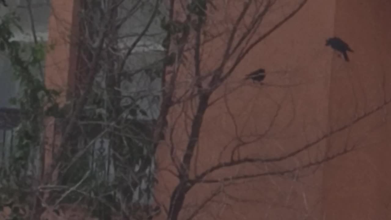 Jackdaws on the tree