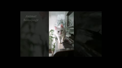Cat Meowing🌹🐈🐈🌹|Cat Sound| Cute Cat Videos #shorts #cat #cats #dog #puppy #catlover #catfunnyshorts