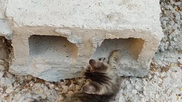 Two Kittens Playing Near A Hollow Block