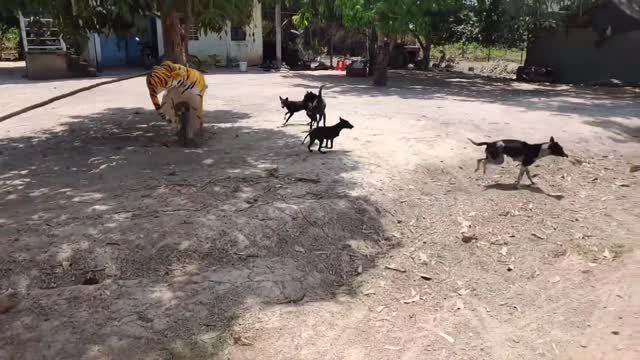 Wow Nice Fake Tiger Prank Dog Run So Funny Video Pranks 2021