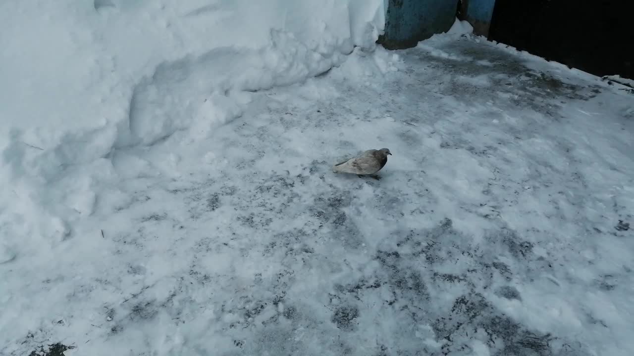 A beautiful pigeon is enjoying the blizzard.