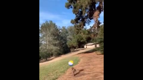 How high does this dog jump to play with the ball