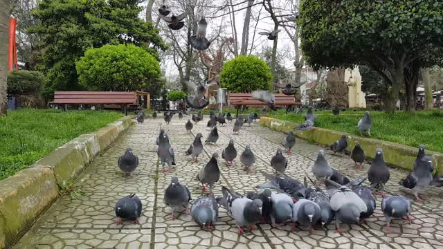 Pigeon video // Best pigeon moment