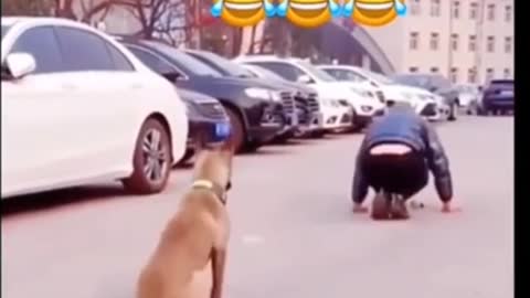 See How Dogs Exercise - Dogs Funny Video🤣