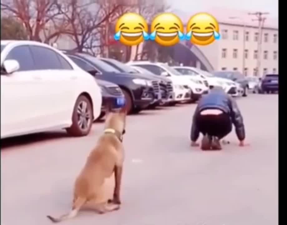 See How Dogs Exercise - Dogs Funny Video🤣