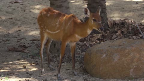 Beautiful deer in the Garden