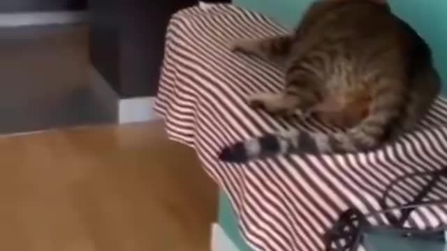 Funny cats 9