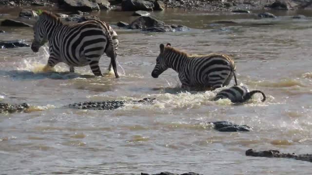 Zebra's face ripped off by crocodiles crossing Mara river on Safari in Kenya