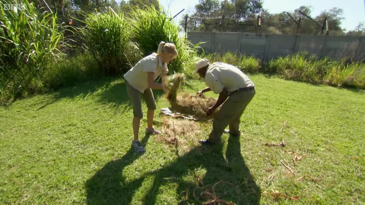 Learning to Hunt ... with Fake Prey! | BBC Earth