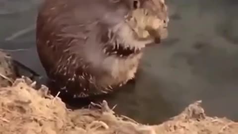 I need more shampoo 😄