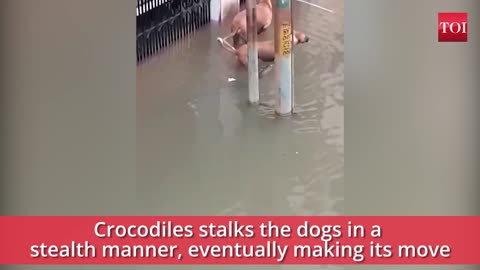 Dog almost eaten by a crocodile ! But🙏🙏