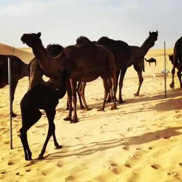 Black Camels Makes Strange Sounds In Hot Days