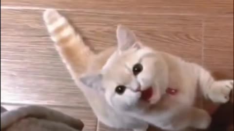 It showing funny cats video animal